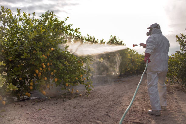 Best Mosquito Control Services  in Callaway, MD