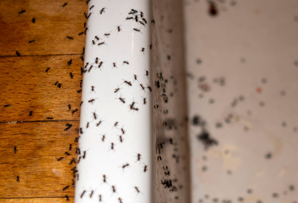 Best Termite Control Services  in Callaway, MD
