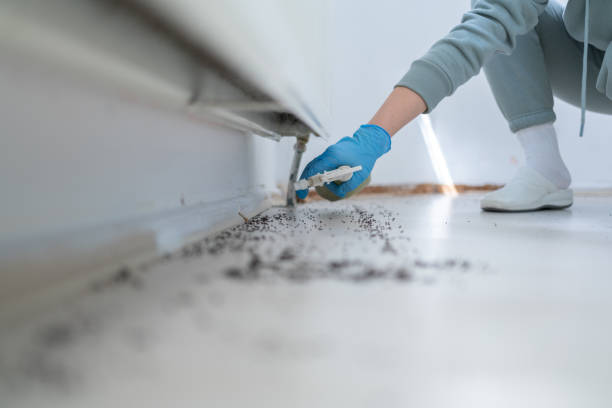 Best Wasp Removal Services  in Callaway, MD